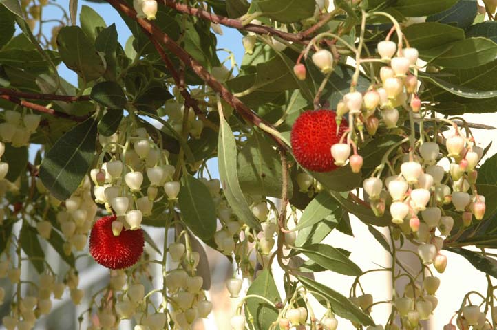 Arbutus unedo / Corbezzolo